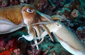 Birmanie - Mergui - 2018 - DSC03219 - Broadclub cuttlefish - Seiche - Sepia latimanus
